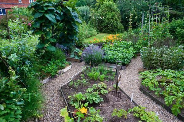 Plant, Shrub, Garden, Plant community, Landscape, Soil, Groundcover, Botany, Backyard, Yard, 