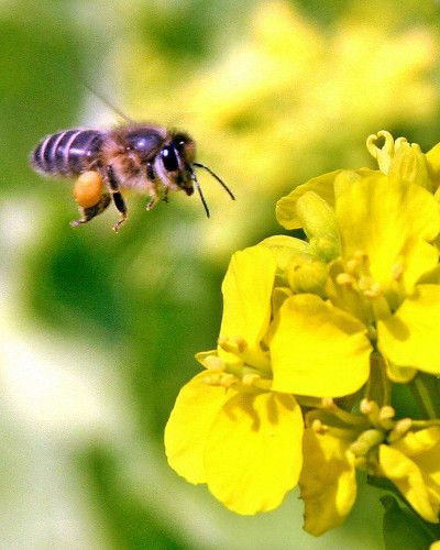 Invertebrate, Insect, Arthropod, Pollinator, Pest, Flower, Honeybee, Petal, Bee, Membrane-winged insect, 