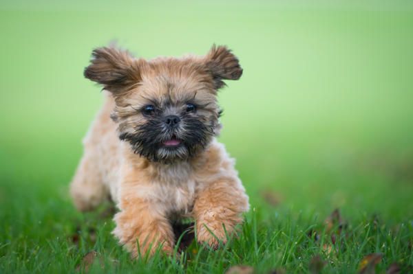 Dog breed, Carnivore, Dog, Mammal, Toy dog, Puppy, Snout, Small terrier, Terrier, Companion dog, 