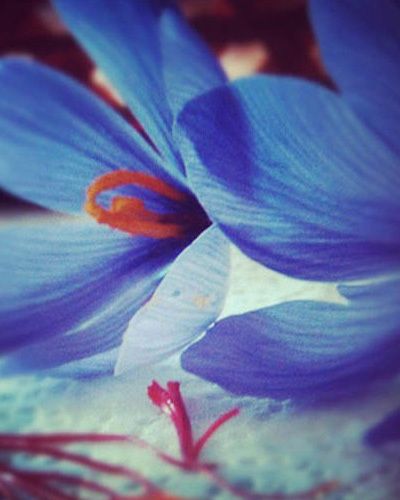 Blue, Petal, Flower, Flowering plant, Botany, Colorfulness, Majorelle blue, Electric blue, Close-up, Wildflower, 