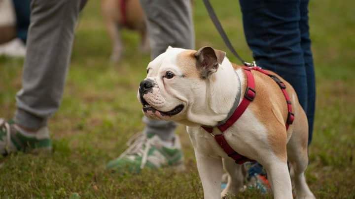 Human, Dog, Shoe, Vertebrate, Carnivore, Collar, Mammal, Snout, Bulldog, Leash, 