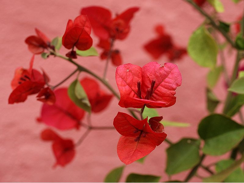 Petal, Branch, Flower, Red, Leaf, Botany, Colorfulness, Magenta, Coquelicot, Spring, 