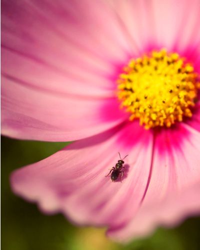 Invertebrate, Petal, Flower, Insect, Magenta, Arthropod, Pink, Pest, Botany, Pollinator, 