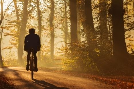 Nature, Natural environment, Bicycle wheel, Bicycle tire, Tree, Bicycle, Atmospheric phenomenon, Sunlight, Deciduous, People in nature, 