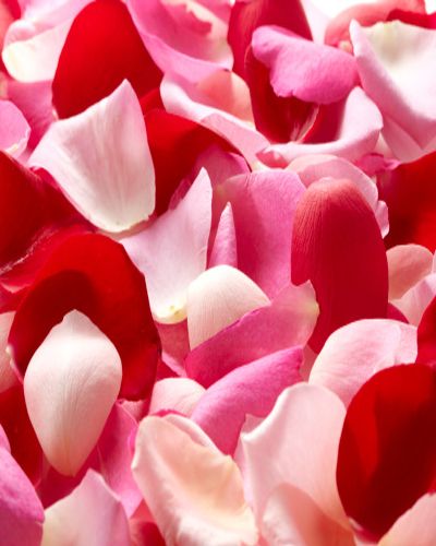 Petal, Flower, Red, Pink, Flowering plant, Close-up, Magenta, Blossom, Annual plant, Herbaceous plant, 
