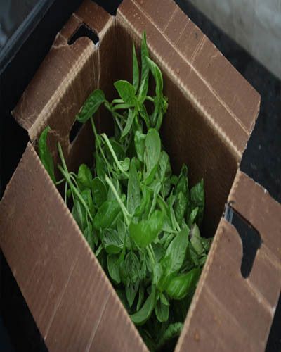 Brown, Leaf, Rectangle, Tan, Herb, Leaf vegetable, Ingredient, Annual plant, Fines herbes, Leather, 