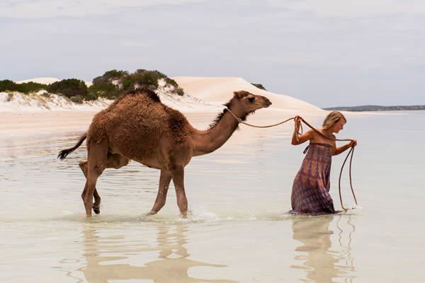 Camel, Natural environment, Camelid, Landscape, Vertebrate, Adaptation, Ecoregion, Working animal, Neck, Arabian camel, 