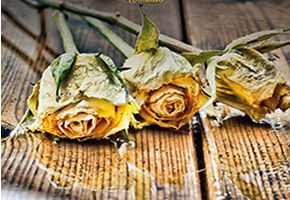 Yellow, Flower, Amber, Flowering plant, Rose family, Still life photography, Rose, Garden roses, Rose order, Hybrid tea rose, 