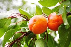 Branch, Fruit tree, Fruit, Produce, Leaf, Food, Peach, Woody plant, Twig, Natural foods, 