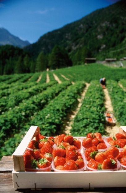 Mountainous landforms, Food, Natural foods, Fruit, Highland, Hill, Produce, Strawberry, Strawberries, Plantation, 