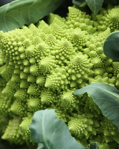 Green, Produce, Broccoflower, Vegetable, Vegan nutrition, Cruciferous vegetables, Whole food, Natural foods, wild cabbage, Leaf vegetable, 