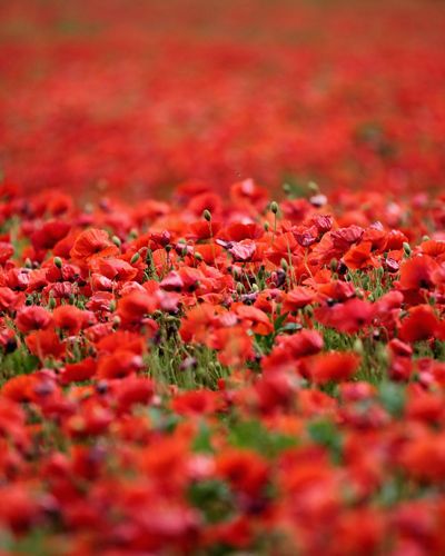Petal, Flower, Red, Botany, Colorfulness, Groundcover, Flowering plant, Coquelicot, Wildflower, Close-up, 