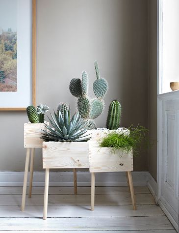 Green, Wood, Terrestrial plant, Teal, Grey, Hardwood, Flowering plant, Interior design, Cactus, Picture frame, 