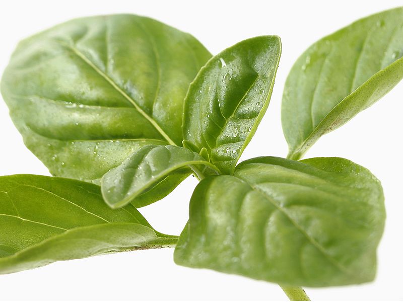 Green, Leaf, Herb, 