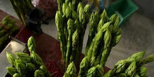 Green, White, Rope, Whole food, Conifer, Natural material, Knot, Momordica charantia, Pine, Pine family, 