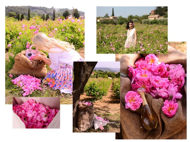 Petal, Plant, Pink, Purple, Magenta, People in nature, Lavender, Spring, Collage, Peach, 