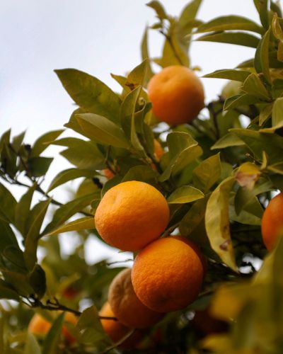 Citrus, Produce, Fruit, Food, Ingredient, Tangerine, Bitter orange, Orange, Fruit tree, Mandarin orange, 