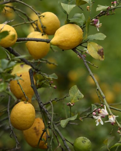 Fruit tree, Yellow, Produce, Fruit, Food, Citrus, Ingredient, Woody plant, Twig, Natural foods, 