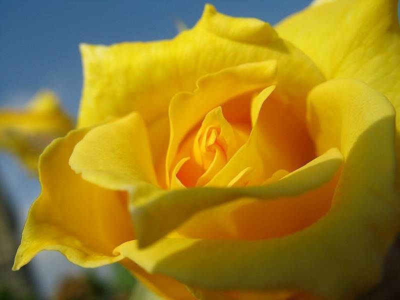 Nature, Petal, Yellow, Flower, Garden roses, Rose family, Flowering plant, Botany, Amber, Colorfulness, 
