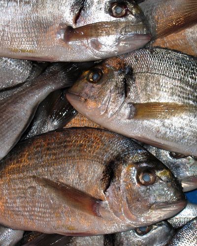 Fish, Fish, Seafood, Close-up, Fish products, Marine biology, Ray-finned fish, Anchovy (food), Silver, Salted fish, 