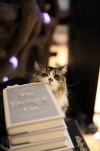 Whiskers, Felidae, Carnivore, Small to medium-sized cats, Cat, Publication, Kitten, Fur, Book, Book cover, 