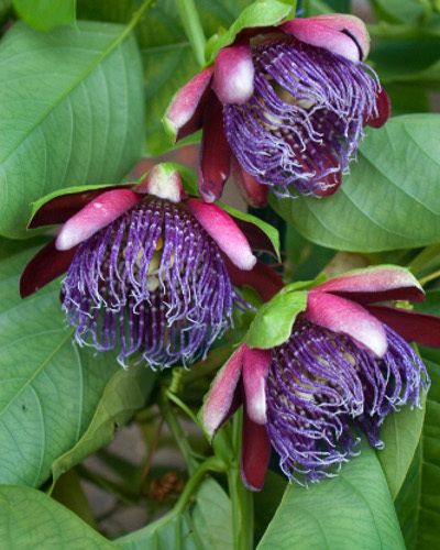 Flower, Purple, Leaf, Violet, Botany, Flowering plant, Bud, Produce, Macro photography, Vegetable, 