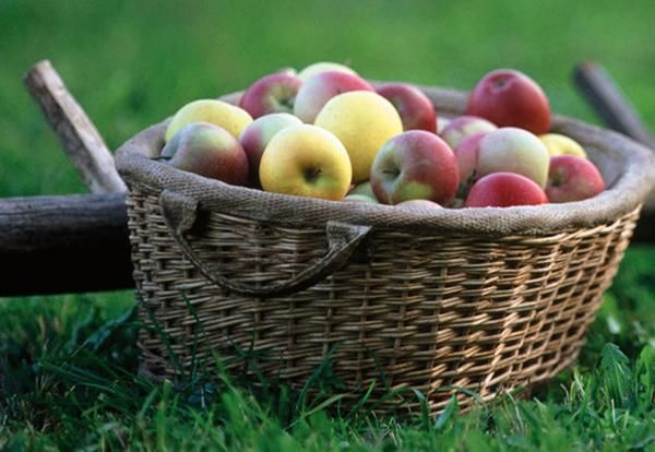 Fruit, Natural foods, Food, Whole food, Produce, Basket, Local food, Storage basket, Wicker, Peach, 