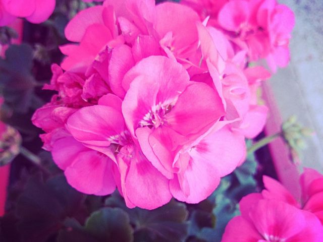 Petal, Flower, Magenta, Pink, Colorfulness, Botany, Purple, Spring, Flowering plant, Close-up, 
