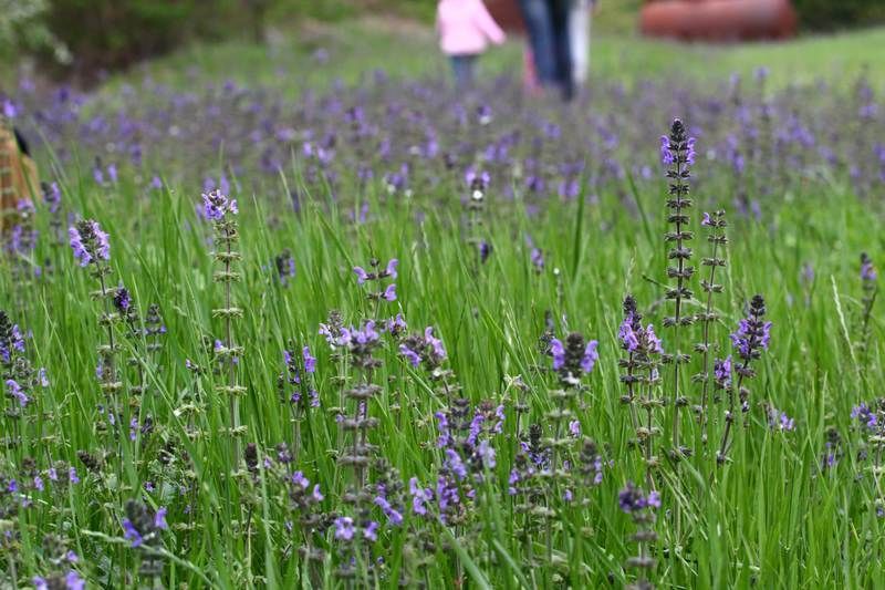 Plant, Purple, Lavender, Lavender, Meadow, Wildflower, Herbaceous plant, Prairie, English lavender, Perennial plant, 