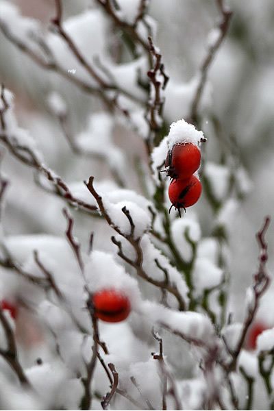 Branch, Winter, Twig, Red, Freezing, Woody plant, Produce, Carmine, Botany, Snow, 