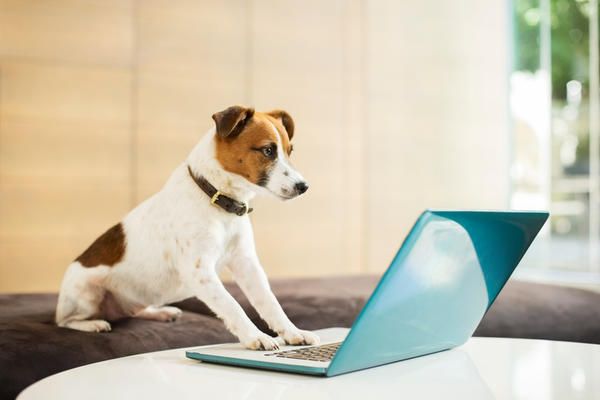 Product, Electronic device, Dog, Carnivore, Dog breed, Laptop part, Laptop, Technology, Computer accessory, Computer, 