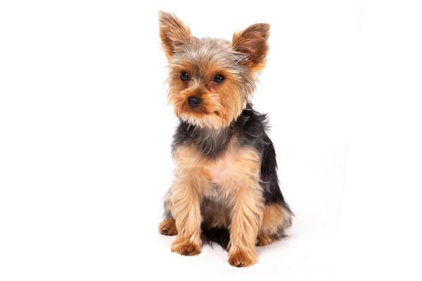 Dog breed, Carnivore, Dog, Vertebrate, Mammal, Small terrier, Terrier, Snout, Dog supply, Toy dog, 