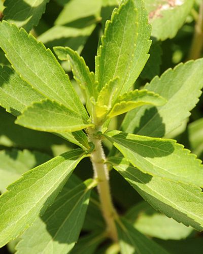 Leaf, Woody plant, Flowering plant, Herbaceous plant, Annual plant, Plant stem, Cleavers, Herb, Subshrub, Nettle family, 