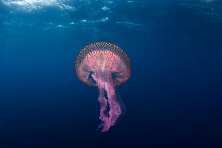 Invertebrate, Organism, Marine invertebrates, Underwater, Marine biology, Plankton, Cnidaria, Cephalopod, Bioluminescence, Science, 