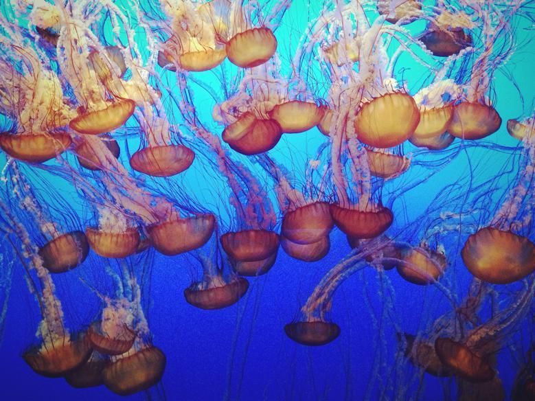 Organism, Marine invertebrates, Jellyfish, Liquid, Underwater, Marine biology, Cnidaria, Invertebrate, Plankton, Science, 