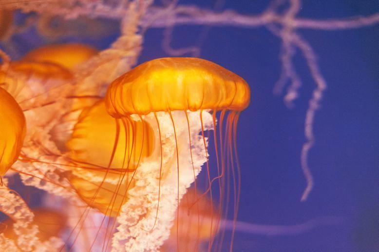 Jellyfish, Organism, Natural environment, Invertebrate, Marine invertebrates, Orange, Amber, Underwater, Purple, Peach, 