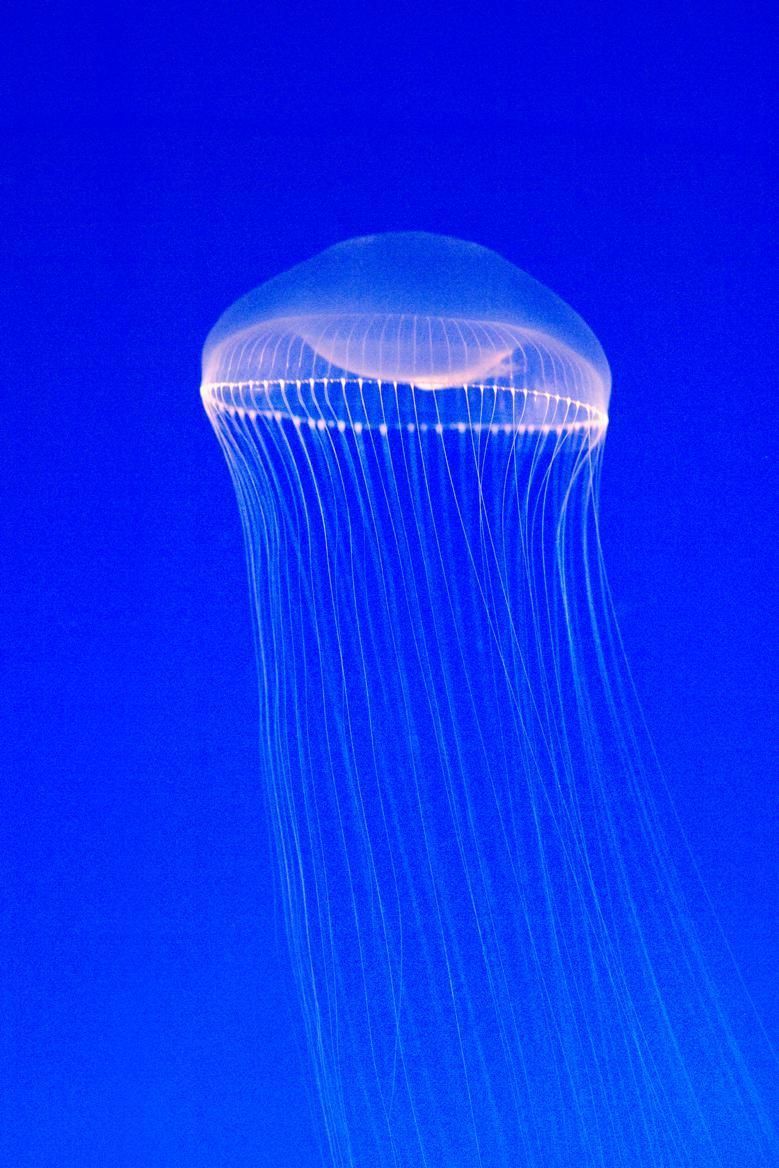 Blue, Liquid, Electric blue, Jellyfish, Light, Majorelle blue, Cobalt blue, Azure, Invertebrate, Bioluminescence, 