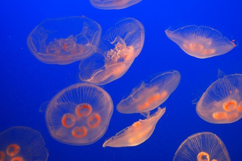 Organism, Natural environment, Jellyfish, Orange, Marine invertebrates, Bioluminescence, Electric blue, Marine biology, Cnidaria, Cobalt blue, 