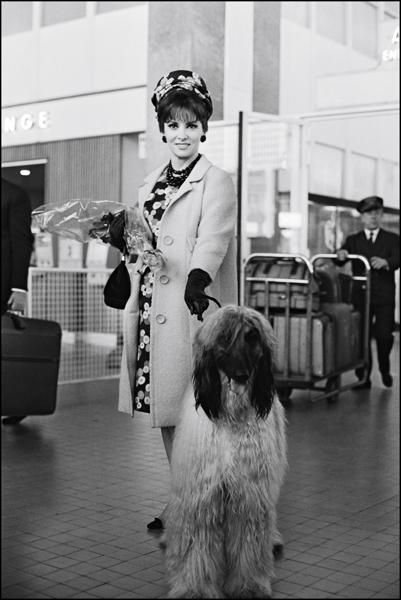 Dog breed, Dog, Carnivore, Style, Monochrome, Fur, Sporting Group, Luggage and bags, Snapshot, Vintage clothing, 