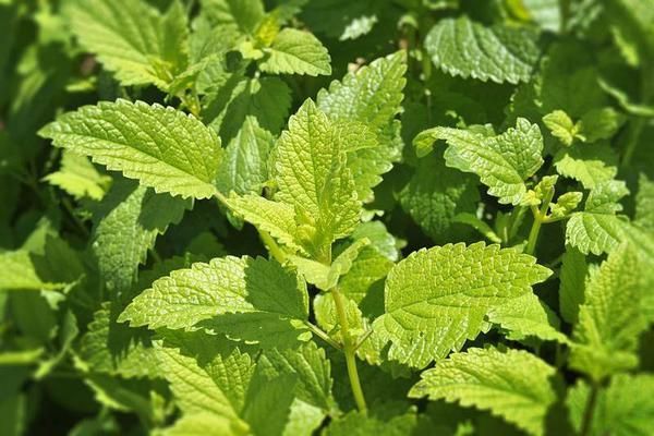 Leaf, Woody plant, Herb, Flowering plant, Annual plant, Mint, Peppermint, Nettle family, Spearmint, Rose order, 