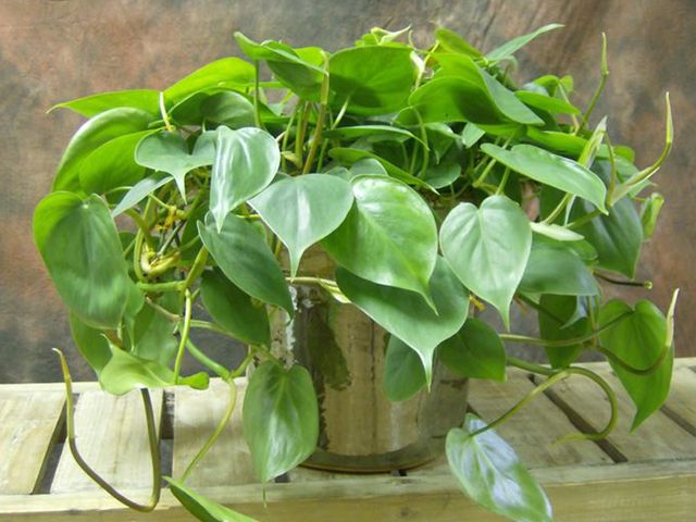 Green, Leaf, Terrestrial plant, Houseplant, Plant stem, Herb, Annual plant, Herbaceous plant, Anthurium, Perennial plant, 
