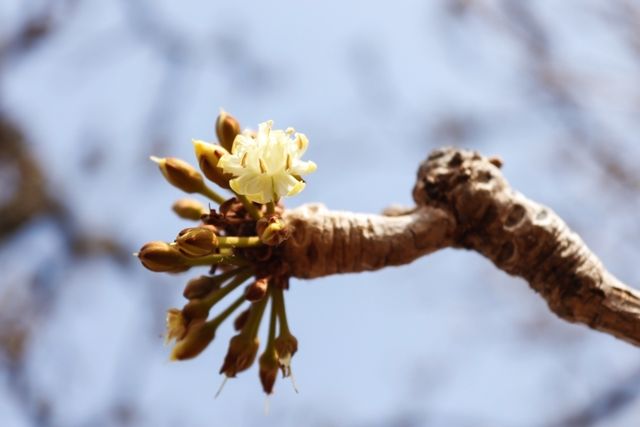 Nature, Branch, Flower, Twig, Botany, Bud, Spring, Flowering plant, Close-up, Macro photography, 