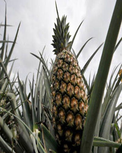 Produce, Ananas, Ingredient, Pineapple, Fruit, Food, Vegan nutrition, Black, Terrestrial plant, Natural foods, 