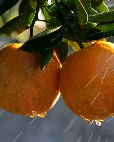 Fruit tree, Orange, Produce, Fruit, Food, Amber, Ingredient, Natural foods, Common persimmon, Peach, 