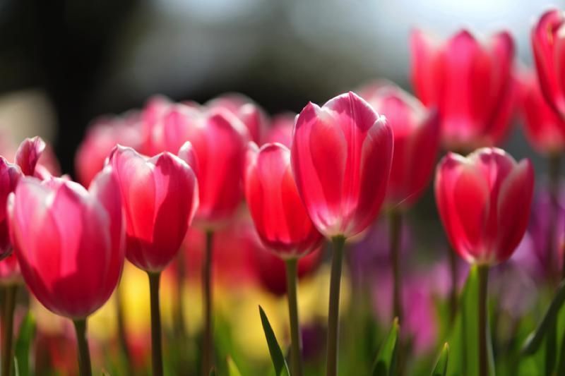 Tulip, Flowering plant, Petal, Flower, Nature, Pink, Red, lady tulip, Plant, Spring, 