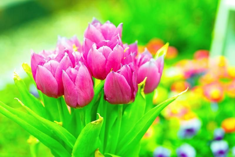 Flower, Petal, Leaf, Pink, Magenta, Purple, Colorfulness, Botany, Flowering plant, Spring, 
