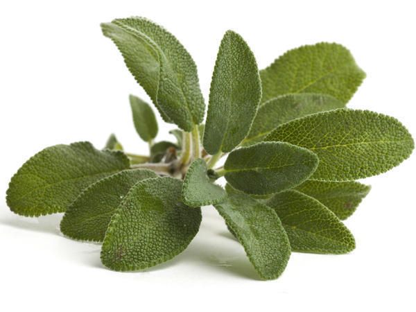 Leaf, Herb, Annual plant, 
