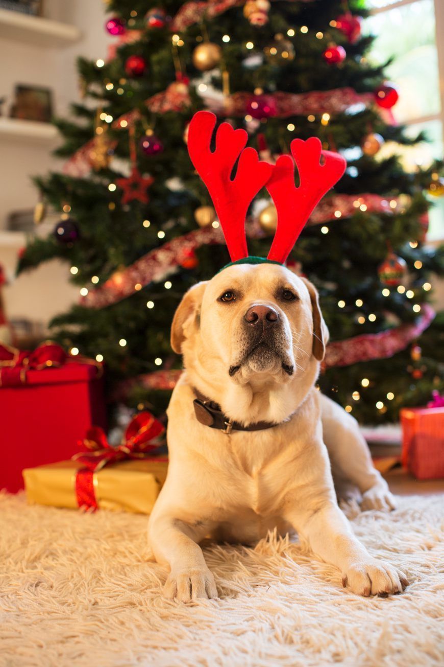 Event, Christmas decoration, Winter, Dog, Interior design, Dog breed, Carnivore, Interior design, Holiday, Christmas tree, 