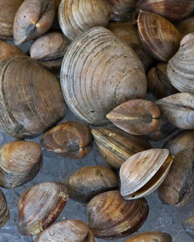 Ingredient, Natural material, Bivalve, Clam, Shell, Close-up, Molluscs, Baltic clam, Shellfish, Whole food, 