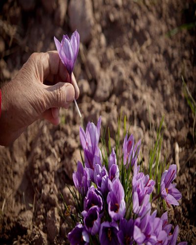 Flower, Purple, Petal, Lavender, Flowering plant, Violet, Magenta, Spring, Herbaceous plant, Nail, 